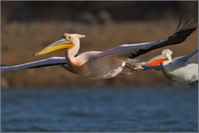 „Der Einzige im Flug I“