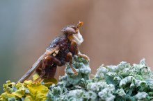 "Frühe Blasenkopffliege(Myopa tesselatipennis)