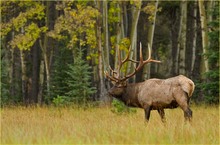 Wapiti Bulle