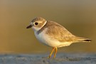 Piping Plover