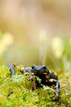 Feuersalamander - salamandra salamandra