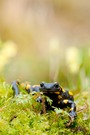 Feuersalamander - salamandra salamandra