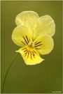 Galmei-Veilchen (Viola calaminaria)