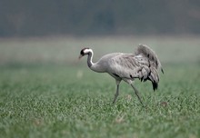 Auf dem Weg zu den Saatkrähen...