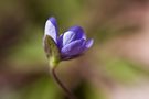 Gewöhnliches Leberblümchen