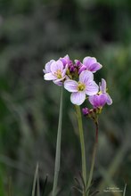 Wiesenschaumkraut