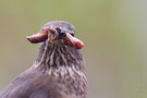 ...biodiverse