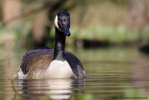 Kanadagans (Branta canadensis)