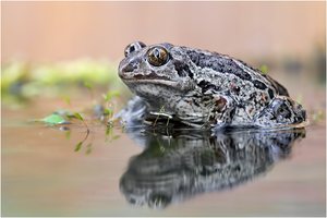 Knoblauchkröte (Pelobates fuscus)