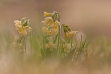 Wald-Schlüsselblume (Primula elatior) - leider ohne Abendlicht