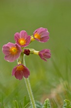 Rote Schlüsselblume