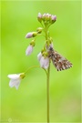 Kleiner Würfel-Dickkopffaler - Pygus malvae