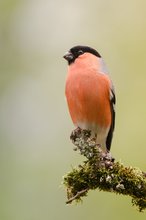 Portrait des Gimpels (Pyrrhula pyrrhula)