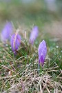 Krokus im Regen