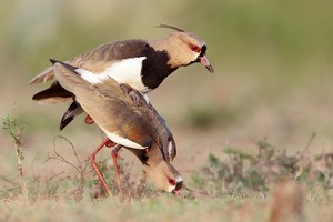 Vanellus chilensis