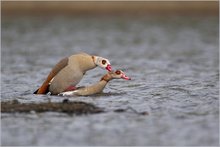 „Nilgänse-Kopula“