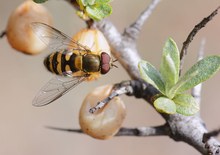 Große Schwebfliege