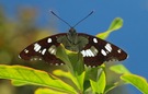 Blauschwarzer Eisvogel (Limenitis reducta)