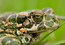 Bufo viridis