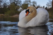 angriffslustiger Schwan - kurz danach