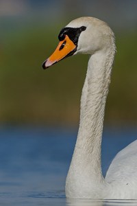 Höckerschwan  (Cygnus olor)