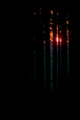 Gleich allein im Wald...