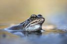 Der Grasfrosch mitten im Laich.