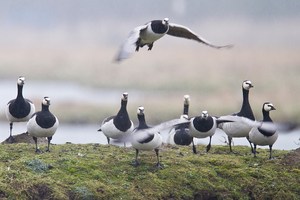 Weißwangengaense (Branta leucopsis)