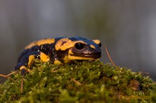 Feuersalamander