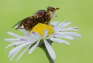 Myopa tessellatipennis