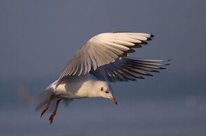 lachmöwe beim landeanflug