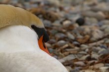 Schwan am Genfer See