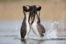 Pinguintanz der Haubentaucher