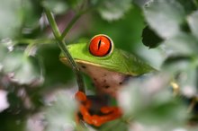 Rotaugenlaubfrosch (Agalychnis callidryas)