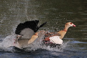 Paarung der Nilgänse