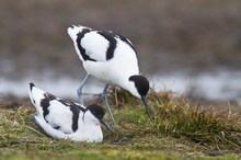 Säbelschnäblerpaar (Recurvirostra avosetta)