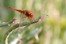 Feuerlibelle (Crocothemis erythraea)