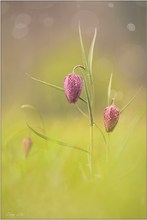 Schachblume im Regen