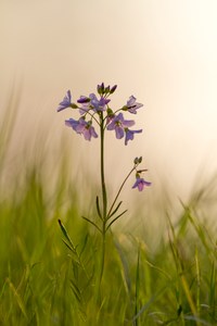 Wiesenschaumkraut