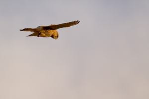 Falke auf Gran Canaria