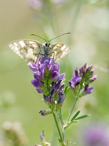 Schachbrett (Melanargia galathea)