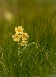 Frühlingsboten