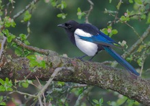 Der farbschöne Krähenvogel Elster...