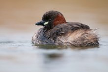 Zwergtaucher (Tachybaptus ruficollis)