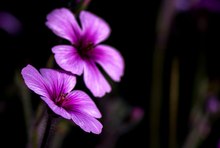 Unbekannte Blume