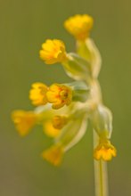 Primula veris