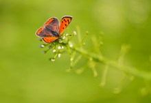 kleiner Feuerfalter - Lycaena phlaeas