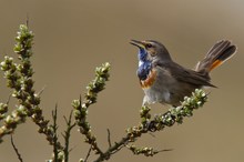 Blaukehlchen