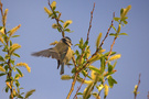 Im Anflug auf eine Blüte