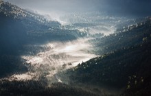 Ammerwald im Nebel